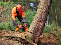 Kouts, IN Tree Removal Company