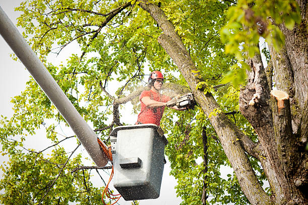 How Our Tree Care Process Works  in  Kouts, IN